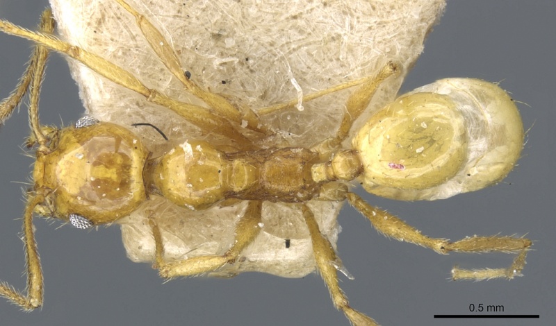 File:Pheidole rochai casent0904393 d 1 high.jpg