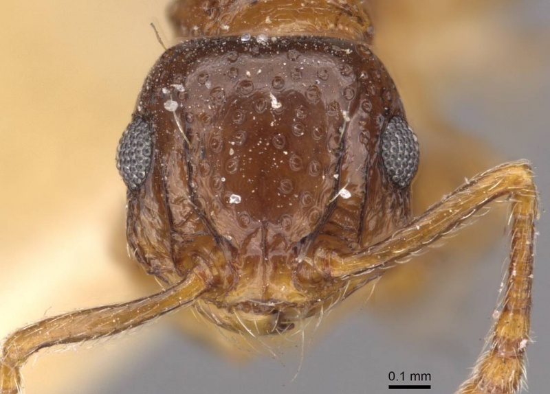 File:Pristomyrmex fossulatus casent0909181 h 1 high.jpg