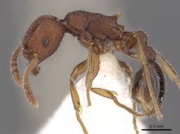 Tetramorium granulatum casent0901204 p 1 high.jpg