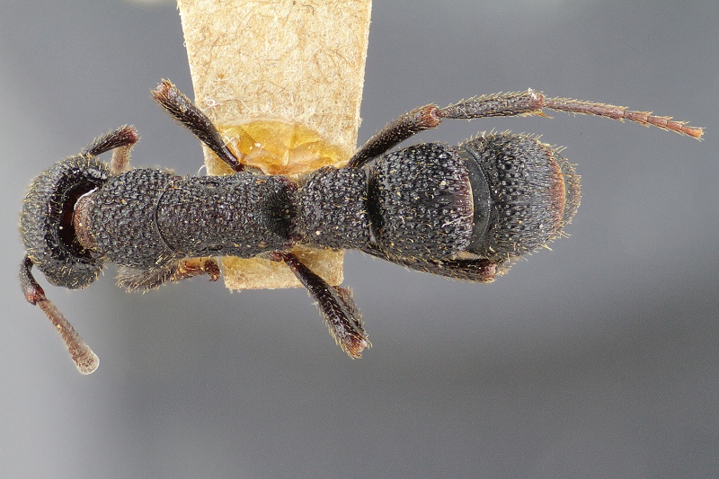 File:Bothroponera strigulosa had.jpg