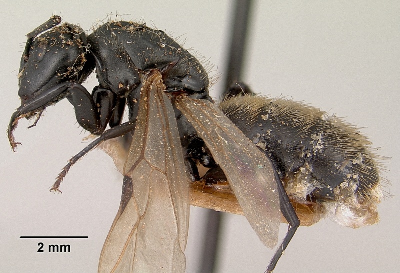 File:Camponotus darwinii casent0101385 profile 1.jpg