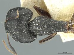 Camponotus jeanneli casent0911648 d 1 high.jpg