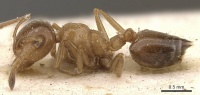 Crematogaster fuentei casent0908472 p 1 high.jpg