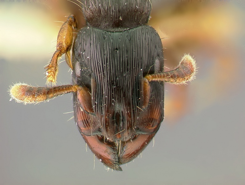 File:Cylindromyrmex-darlingtoni-w-headMontage.jpg