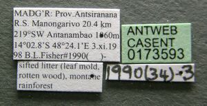 Monomorium bifidoclypeatum casent0173593 label 1.jpg