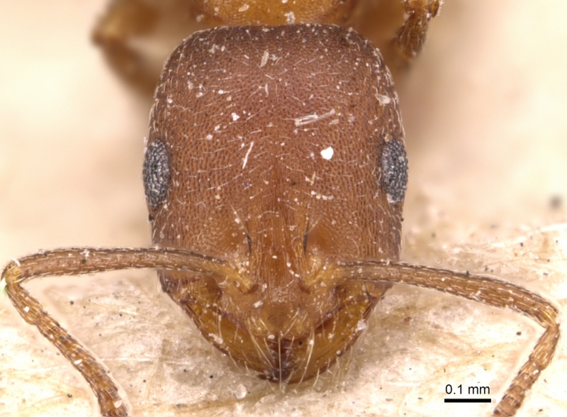 File:Monomorium phoenicum casent0904596 h 1 high.jpg