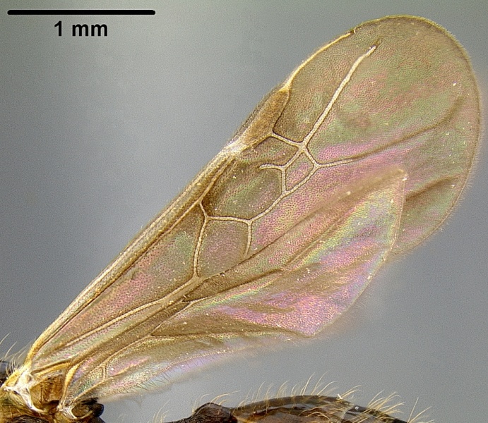 File:Pheidole bula casent0171115 p 2 high.jpg