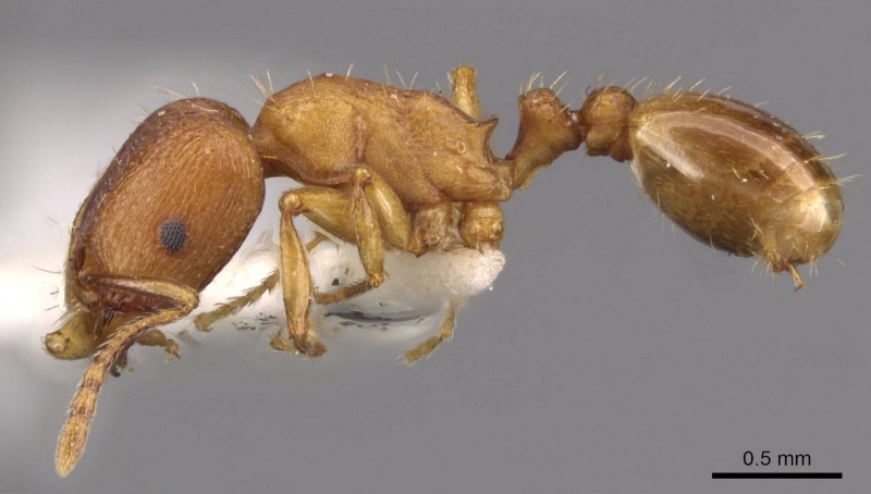 File:Tetramorium davidi casent0909105 p 1 high.jpg