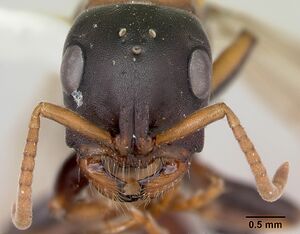 Tetraponera rufonigra casent0103312 head 1.jpg