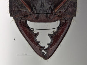Amblyopone australis clypeus.jpg