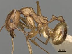 Especie de hormiga Aphaenogaster gibbosa - ANTCUBE