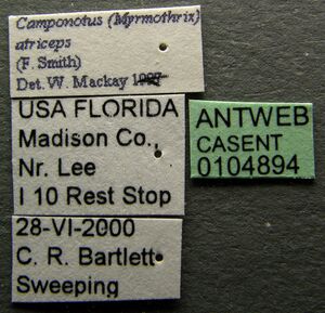 Camponotus floridanus casent0104894 label 1.jpg