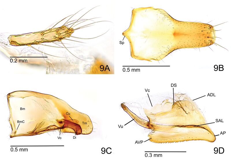 File:Odontomachus malignus 09.jpg