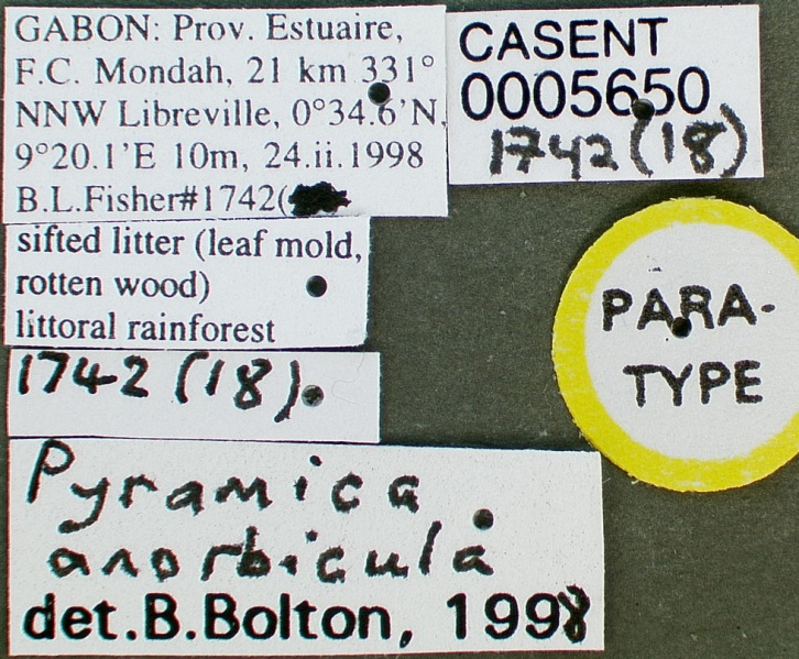 File:Pyramica anorbicula casent0005650 label 1.jpg