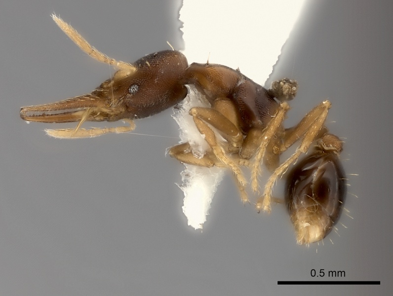 File:Strumigenys myllorhapha casent0217924 p 1 high.jpg