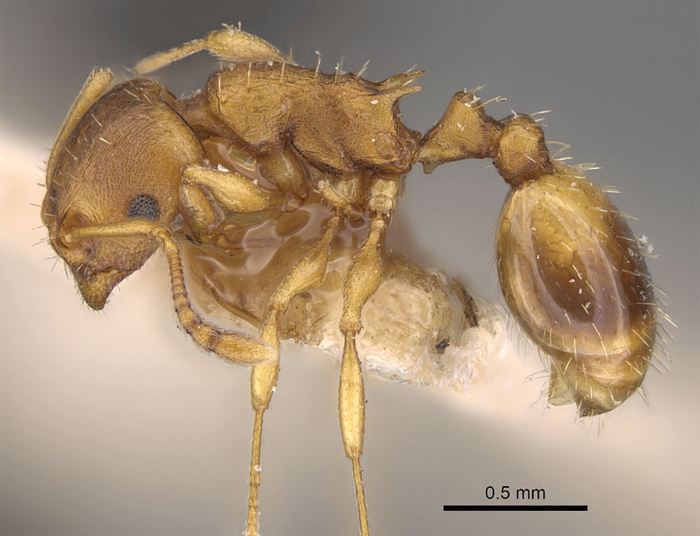 File:Temnothorax-crasecundus hal.jpg