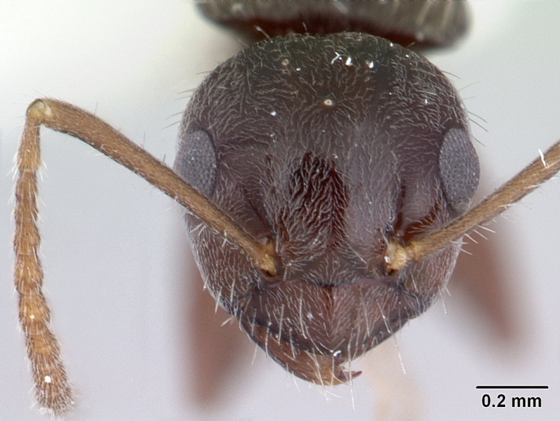 File:Teratomyrmex greavesi casent0178515 head 1.jpg