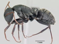 Camponotus grandidieri casent0055919 profile 1.jpg