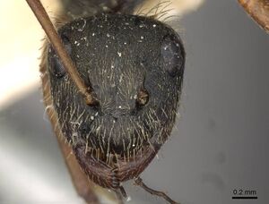 Camponotus textor casent0910719 h 1 high.jpg