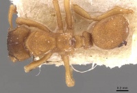 Cyphomyrmex lectus casent0909376 d 1 high.jpg