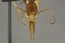 Harpegnathos honestoi head (David General).jpg