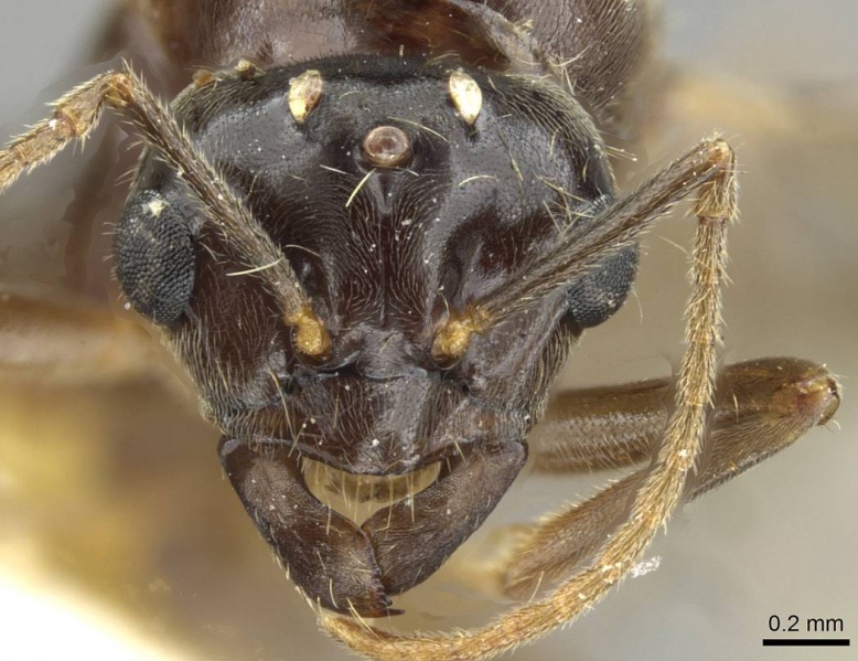 File:Lasius nipponensis casent0911181 h 1 high.jpg