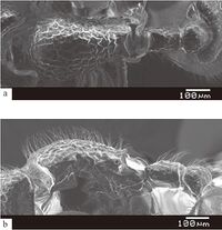 Myrmecina dasynota F12ab.jpg