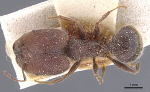 Pheidole excellens casent0913308 d 1 high.jpg