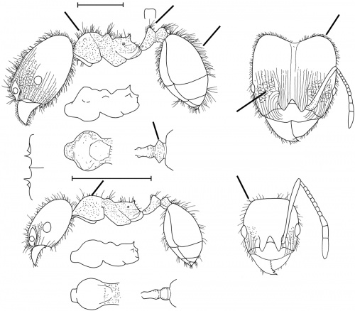 Pheidole pilosior Wilson 2003.jpg