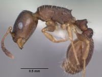 Temnothorax neomexicanus casent0102839 profile 1.jpg