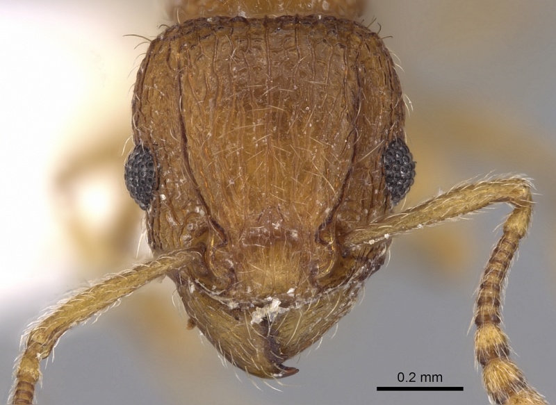 File:Tetramorium salvatum casent0280890 h 1 high.jpg