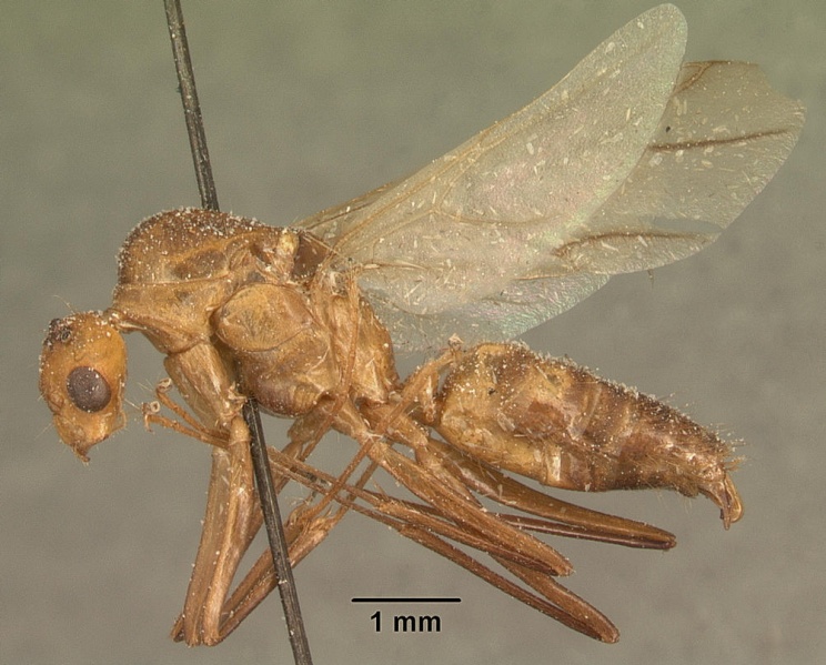 File:Camponotus maculatus casent0101185 profile 1.jpg