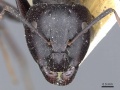 Camponotus rufoglaucus casent0905357 h 1 high.jpg