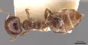 Crematogaster menilekii casent0908540 d 1 high.jpg