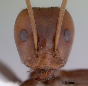 Iridomyrmex spadius head view