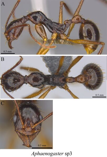 File:Liu, C. et al. 2020. Ants of the Hengduan Mountains, Figure 59, Aphaenogaster sp3.jpg