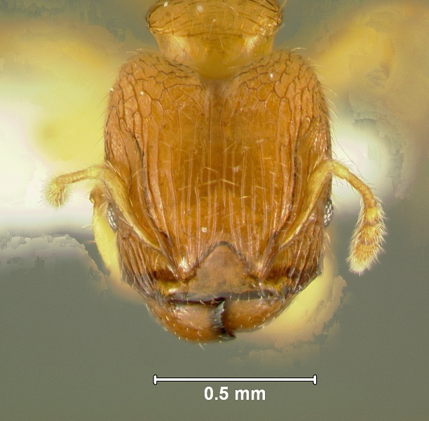 File:Pheidole-clypeocornisH8.jpg