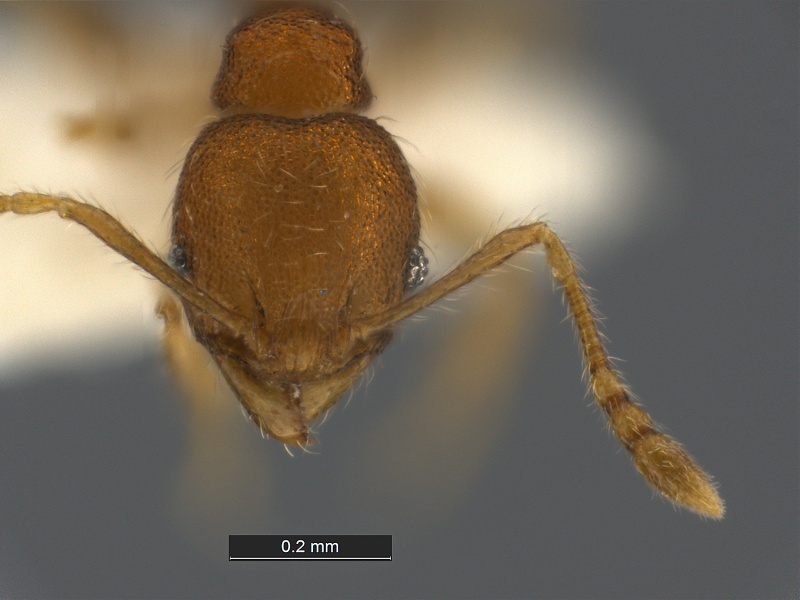 File:Pheidole-flavens-MCZ001MiH.jpg