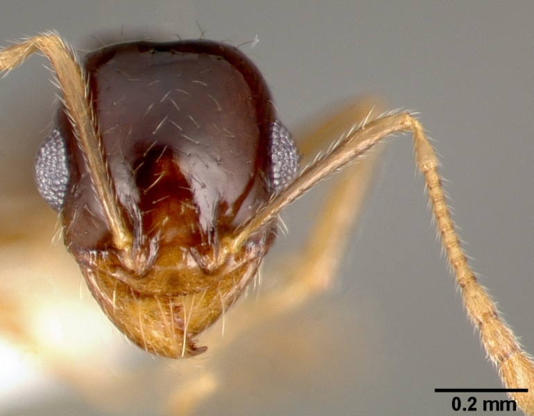 File:Pheidole barbata casent0005748 head 1.jpg