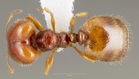 Pheidole gilvescens casent0005759 dorsal 1.jpg