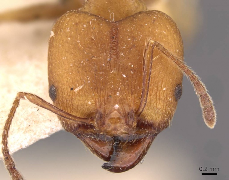 File:Pheidole socrates casent0908091 h 1 high.jpg