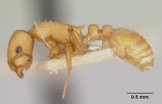 Temnothorax silvestrii casent0172599 profile 1.jpg