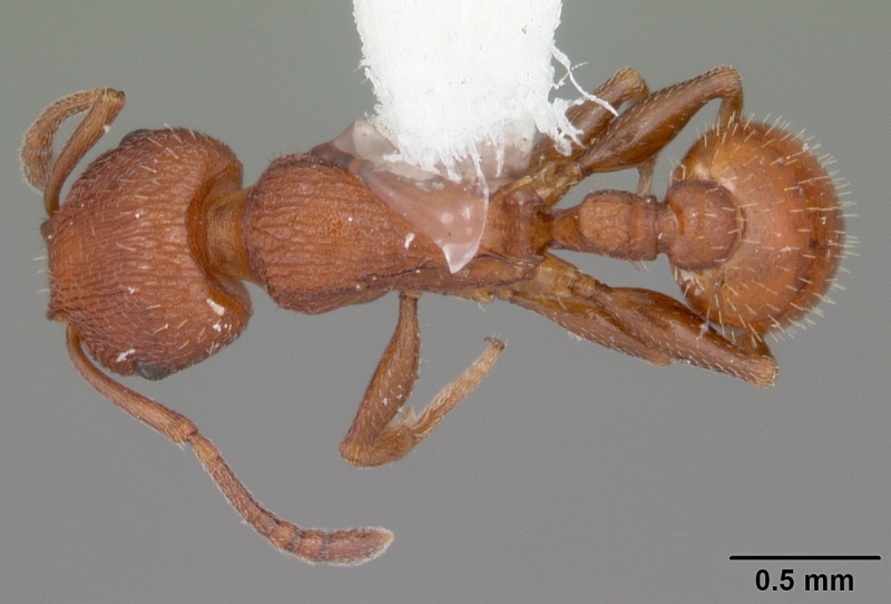 File:Temnothorax smithi casent0104053 dorsal 1.jpg