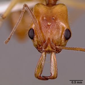 Anochetus traegaordhi sam-hym-c001378a head 1.jpg