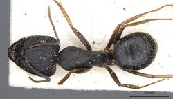 Camponotus thraso casent0903529 d 1 high.jpg