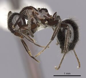 Camponotus vitreus casent0280182 p 1 high.jpg