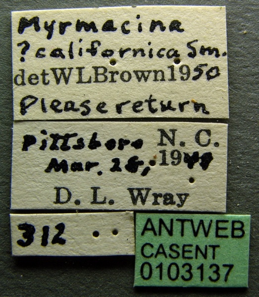 File:Myrmecina americana casent0103137 label 1.jpg