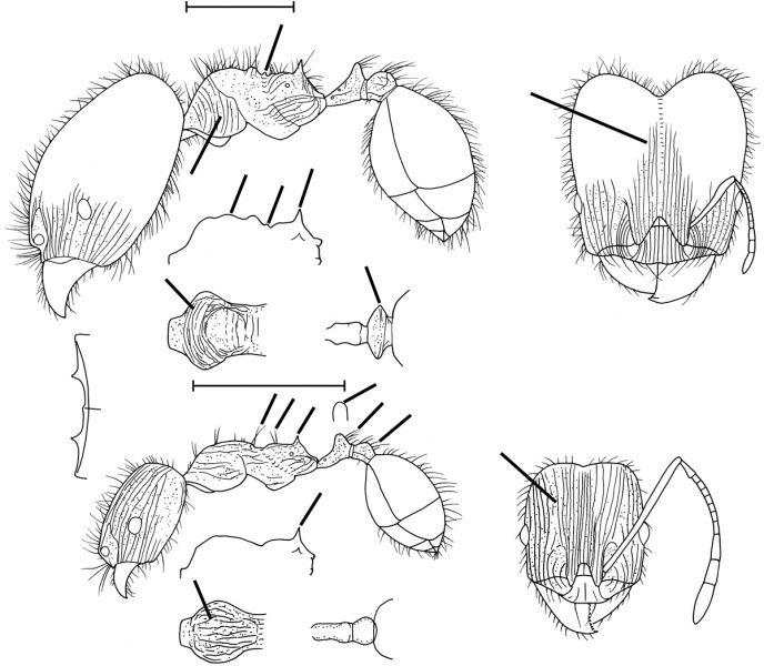 File:Pheidole virago Wilson 2003.jpg