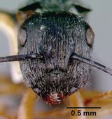 Polyrhachis pallipes castype06955 head 1.jpg