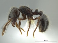 Adelomyrmex anxiocalor casent0615104 p 1 high.jpg